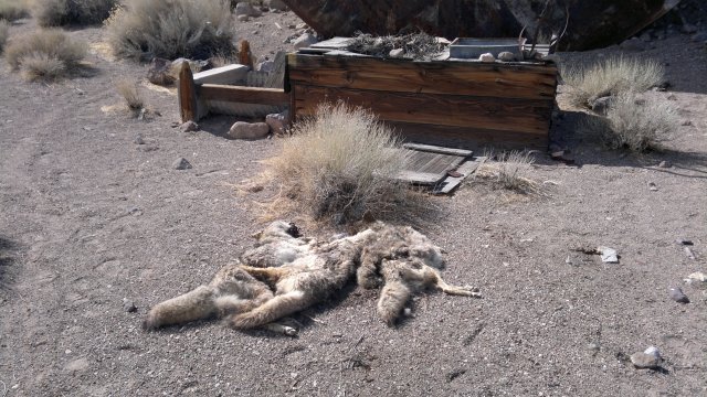 dead coyotes placed near water trough along hwy 6 (warning to other coyotes to stay out of area?)