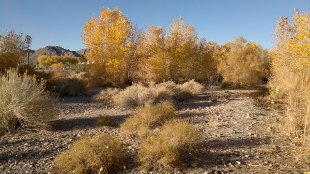 trees along amargosa river, behind phoenix inn