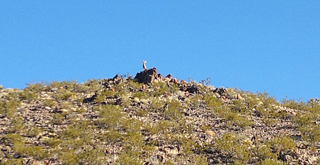 bighorn sheep in piute mountains