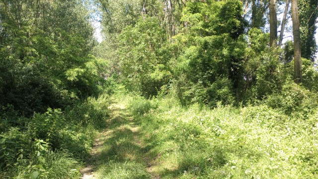 bački canal road, not much of a view but quiet and pleasant walking