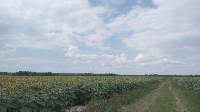 sunflowers