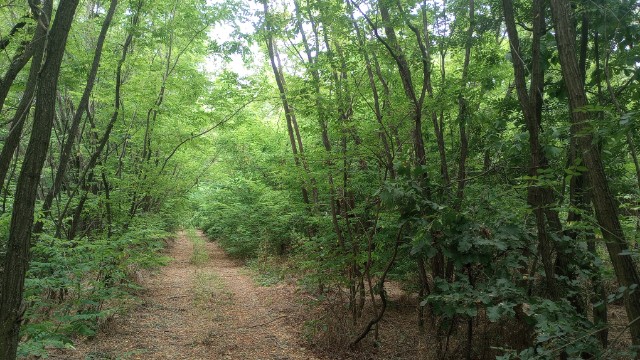 forest track