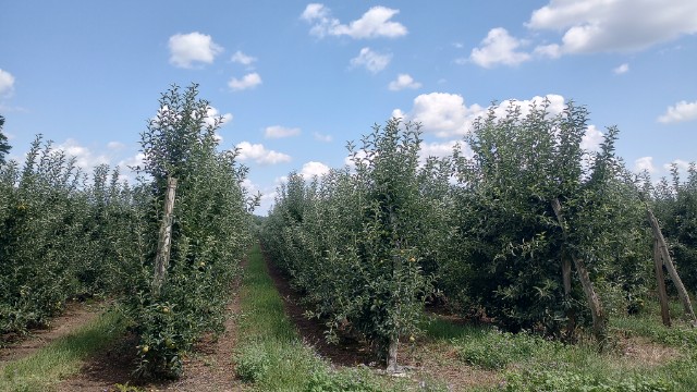 apple trees