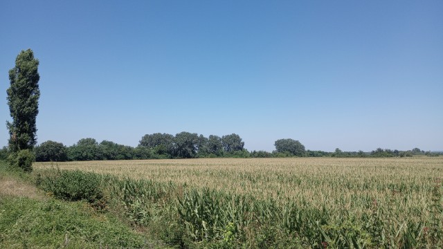 maize field