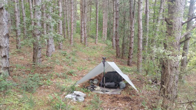 camped amid pines
